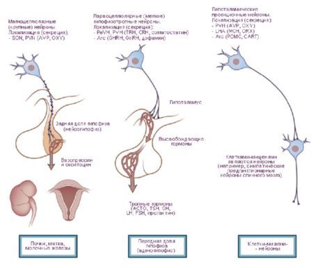 المهاد.  ثلاثة أنواع من الخلايا العصبية العصبية في منطقة ما تحت المهاد.