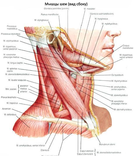 عضلة الثدي الترقوية-الخشاءية (m.