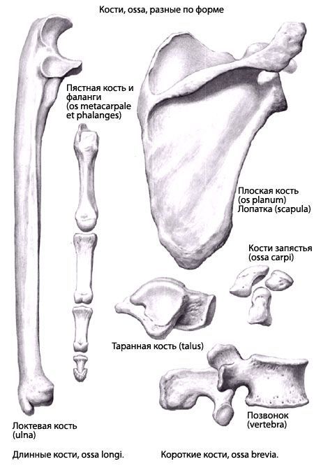 أنواع العظام