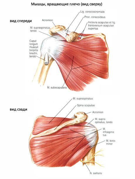 العضلات والعضلات تحت الحاد