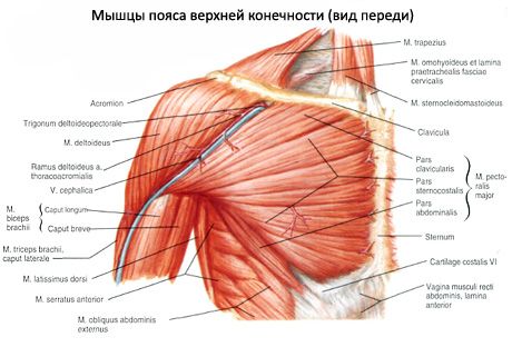 عضلات الثدي