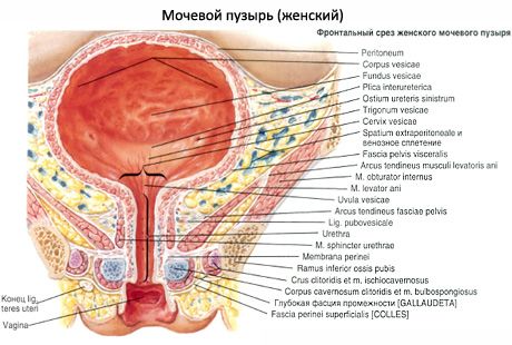 المثانة (vesica urinaria)