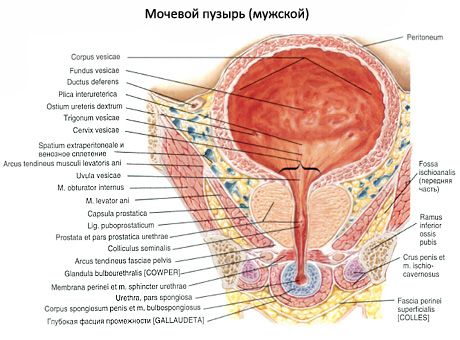 المثانة (vesica urinaria)