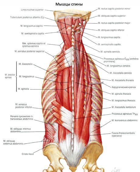 العضلات ، وتقويم العمود الفقري