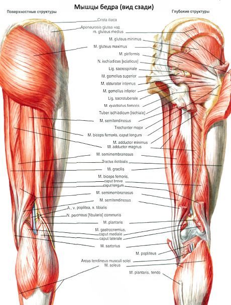 عضلات التوأم العلوية والسفلية 