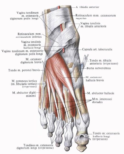 عضلات القدم