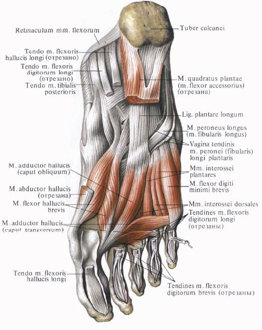عضلات القدم