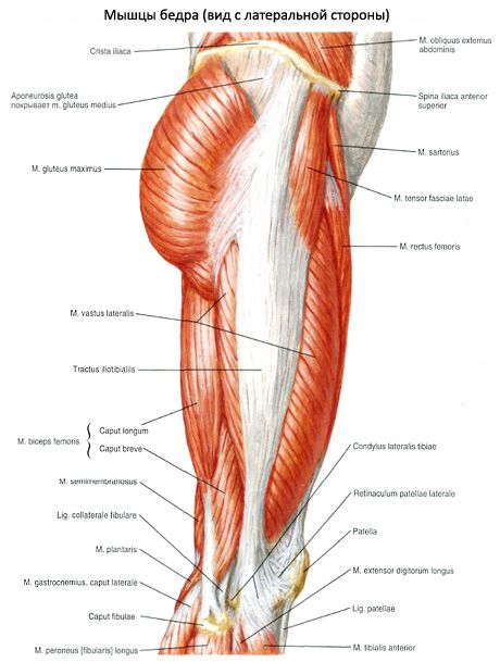 عضلات الحوض (عضلات حزام الحوض)