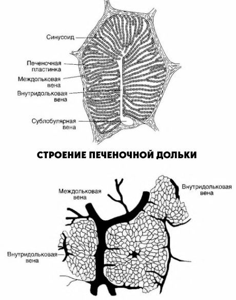 هيكل الفص الكبدي