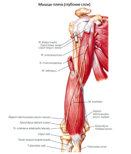 العضلة الصفراوية-العضدية (m.coracobrachialis)