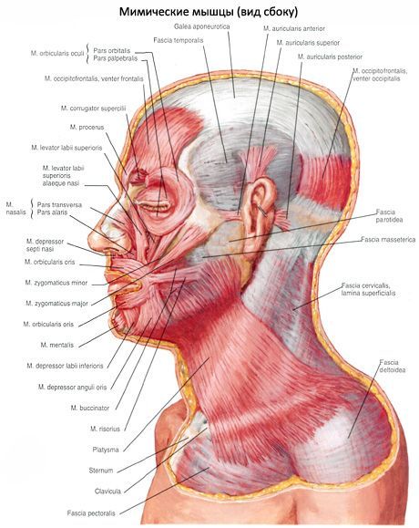 عضلة الرقبة تحت الجلد (platysma)