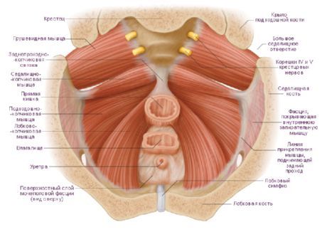 عضلات الحوض الأنثوي