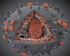 البشري hiv الخلايا نقص المناعة فيروس يهاجم أسباب وأعراض