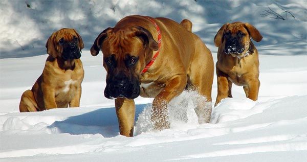 جنوب افريقيا الدرواس او Boerboel