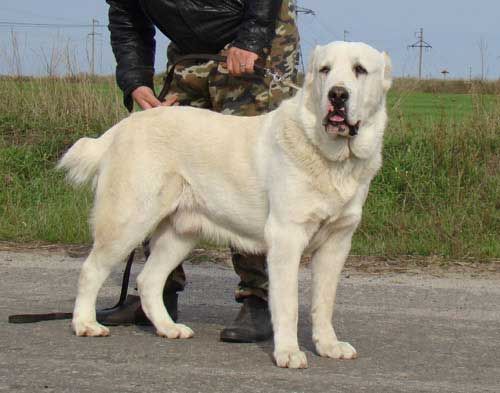 آسيا الوسطى الراعي الكلب