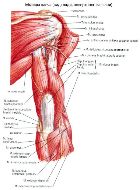 العضلات الزندي