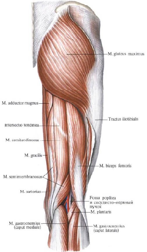 عضلات Gluteus (gluteus maximusus)