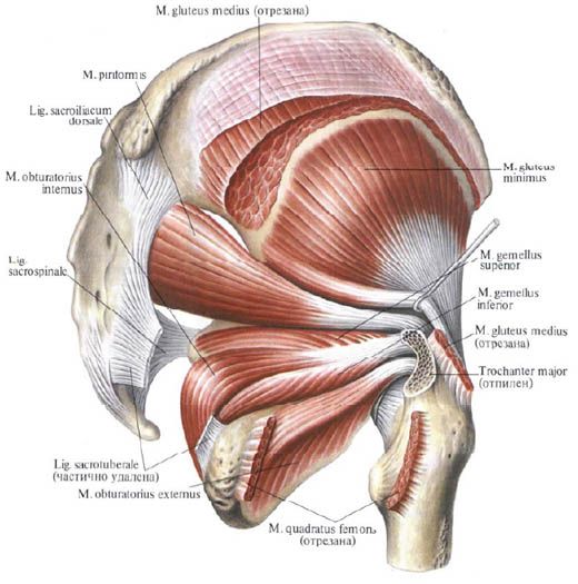 عضلات Gluteus (عضلة الألوية الأنسية)