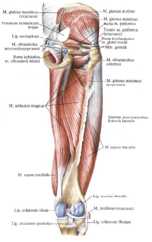 عضلات Gluteus (عضلة الألوية الصغيرة)